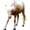 Poni Shetland Alazán tostado