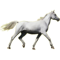 Caballo de montar Hunter Irlandés Gris claro