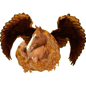Poni Pegaso Quarter Poni Pío Overo negro