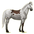 Caballo de montar Pinto Pío Overo Bayo