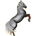 Poni Conemara Gris claro