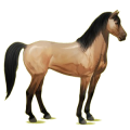 Caballo de montar Mustang Bayo cereza