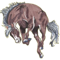 Pegaso de montar Pura raza española Gris claro