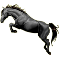 Poni Losino Negro