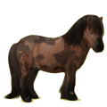 Poni Shetland Bayo