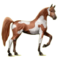 Caballo de montar Árabe Alazán crines lava