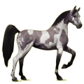 Caballo de montar Árabe Gris tordo