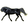 Caballo de montar Árabe Alazán tostado