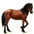 Caballo de montar Brumby Gris claro