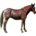 Caballo de montar Azteca Alazán