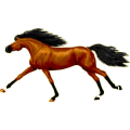 Caballo de montar Trotón francés Bayo cereza