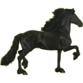 Caballo de montar Frisón Negro