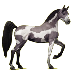 Caballo de montar Árabe Gris claro