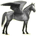 Pegaso de montar Pura sangre Gris tordo