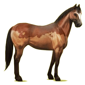 Caballo de montar Criollo argentino Alazán