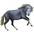 Poni Conemara Bayo tostado