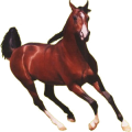 Caballo de montar Pura raza española Bayo tostado