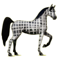 Caballo de montar Árabe Bayo tostado