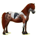 Poni Chilote Negro