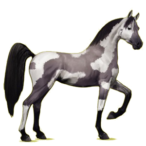 Caballo de montar Árabe Negro