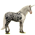 Unicornio de montar Pura raza española Gris tordo