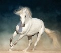 corona andaluza