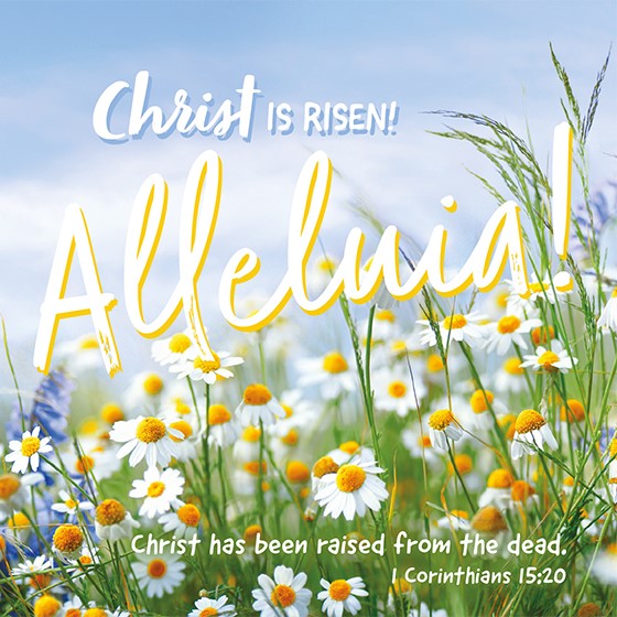 Compassion Charity Easter Cards - Alleluia!/Daisies