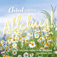 Compassion Charity Easter Cards - Alleluia!/Daisies (Cards)
