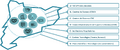 Thumbnail for version as of 15:33, 16 February 2018