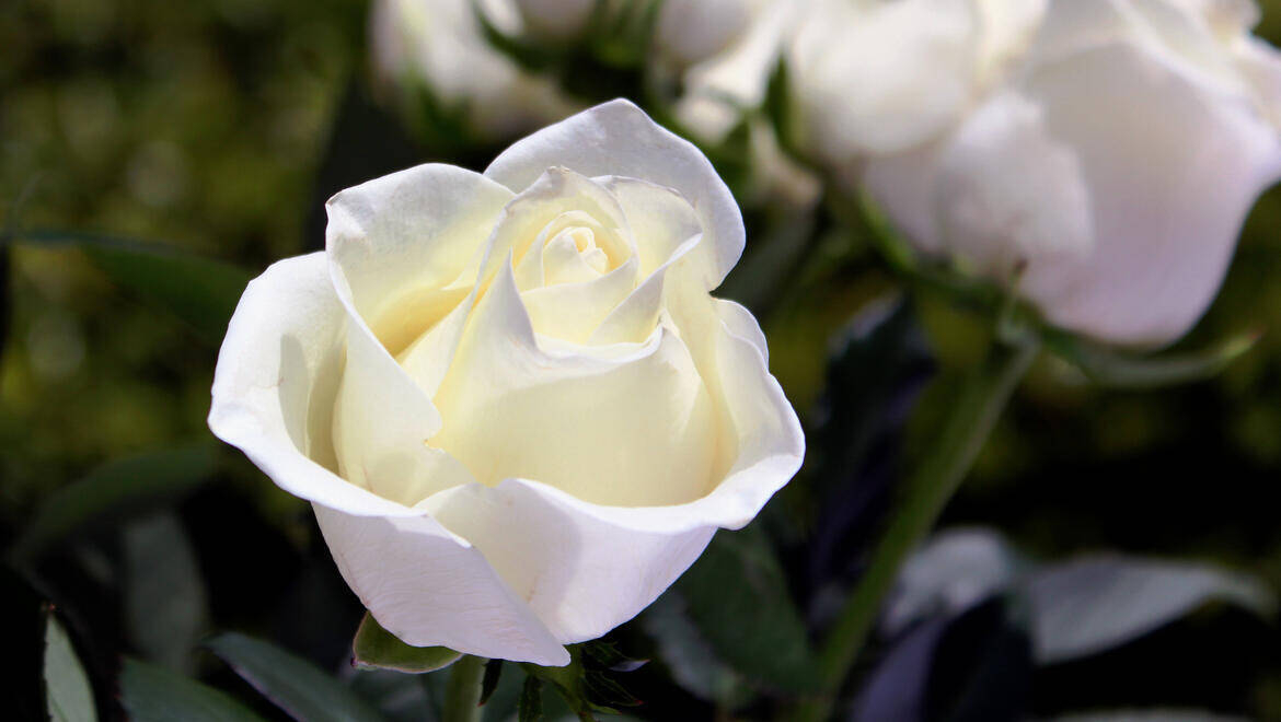 Immagine: Certificato morte