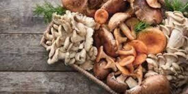 Immagine decorativa per il contenuto Raccolta funghi 2023