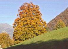 Immagine decorativa
