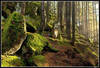 Immagine decorativa