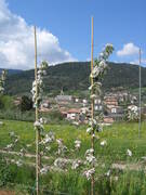 Immagine decorativa