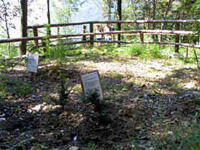 Immagine decorativa