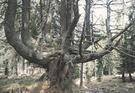 Alberi Monumentali