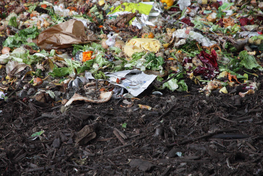 rifiuto organico