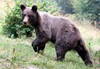 Casa del Parco - L'orso signore del bosco