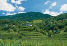 Lavis, vigneti
