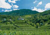 Lavis, vigneti