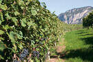 Valle dell'Adige, vigneti