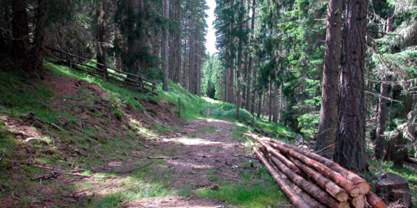 Immagine decorativa per il contenuto avviso asta di legna Covelo Loc. Cros de Covelo
