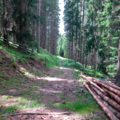 Immagine decorativa per il contenuto avviso asta di legna Covelo Loc. Cros de Covelo