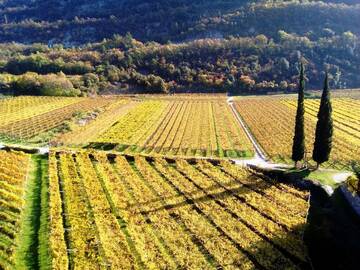 Foto di Fabio Trentini - Viti e cipressi a Padergnone