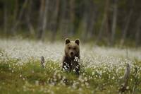 Orso