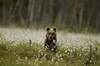 Orso
