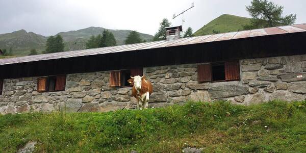 Immagine decorativa per il contenuto Malga Palu'