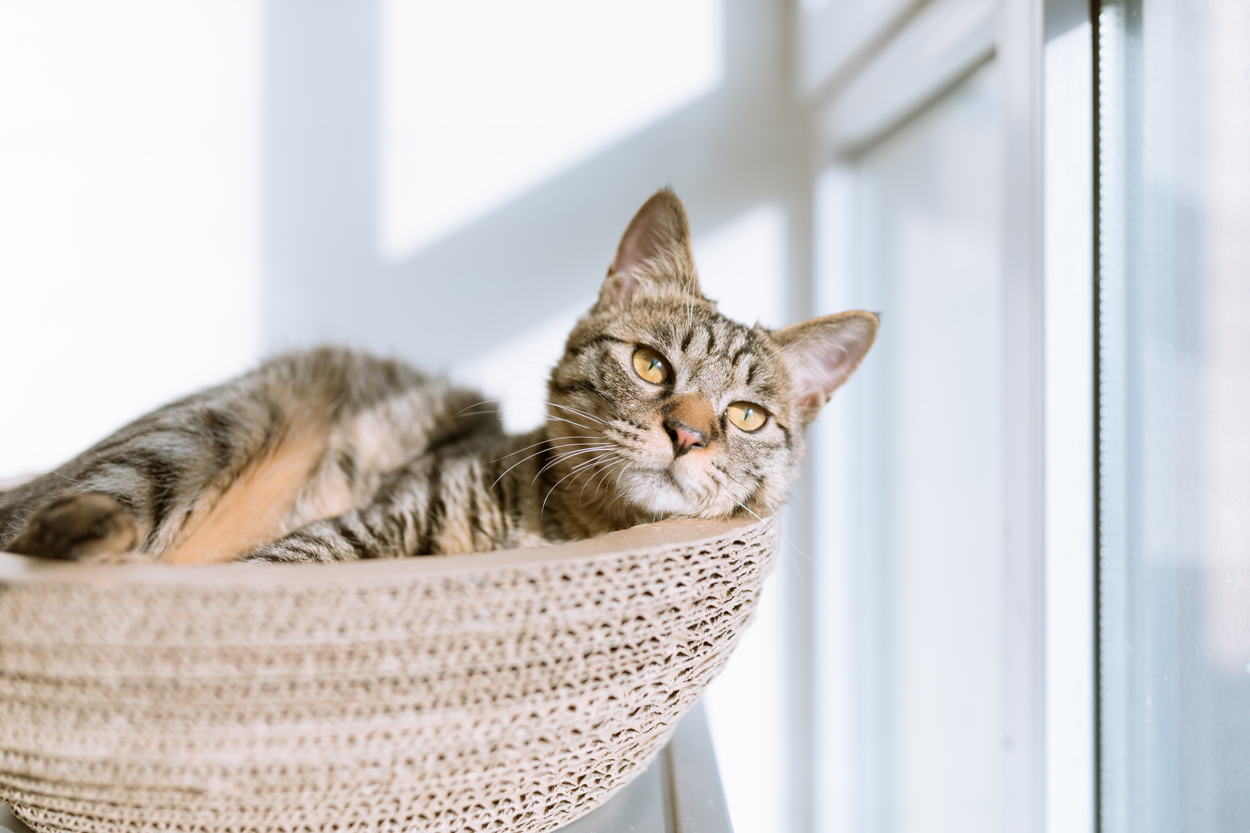 Immagine: Animali