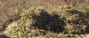 Apertura centri di raccolta ramaglie e palme.