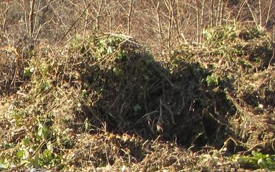 Immagine: ramaglie2026